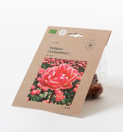 Tulipan columbus høstløk